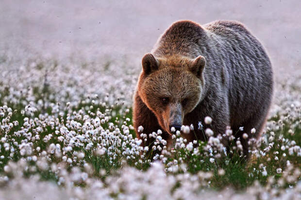 Bear Among The Cotton Flowers
