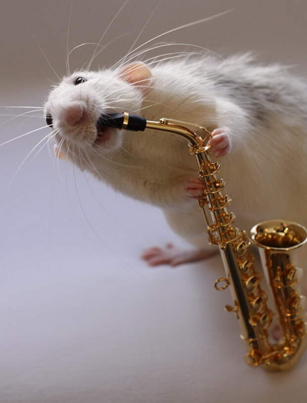 Крыса играет на саксофоне. Эллен ван Дилен. Фото