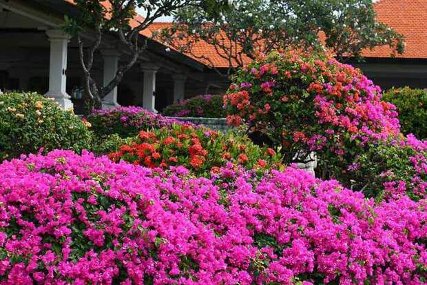 IMG_4240 (700x466, 70Kb)