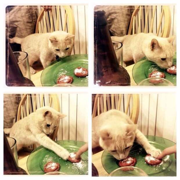 коты которые любят рождественское печенье (8)