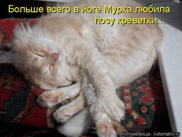 Новая котоматрица на Бугаге (32 фото)
