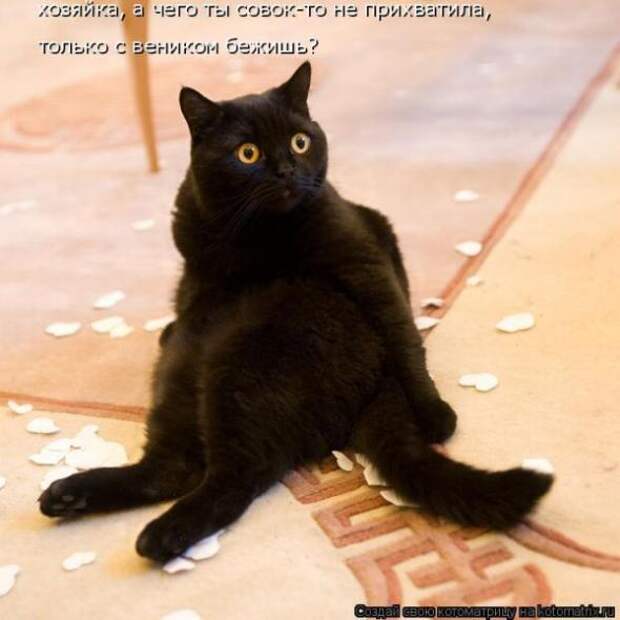 Котоматрицы (картинки с надписями)