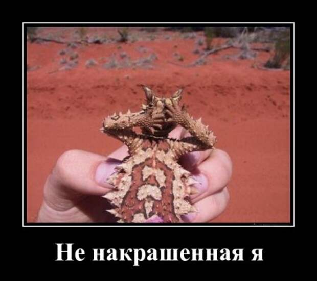 Демотиватоы любой день прикольным сделают.