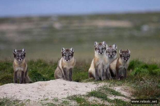 funny_animals_030