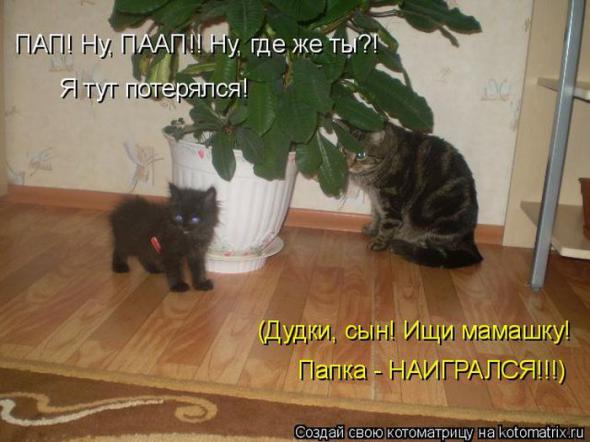 Котоматрицы (картинки с надписями)