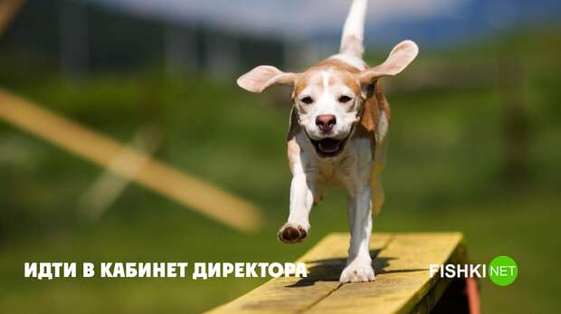 Надежда Надежда животные, юмор