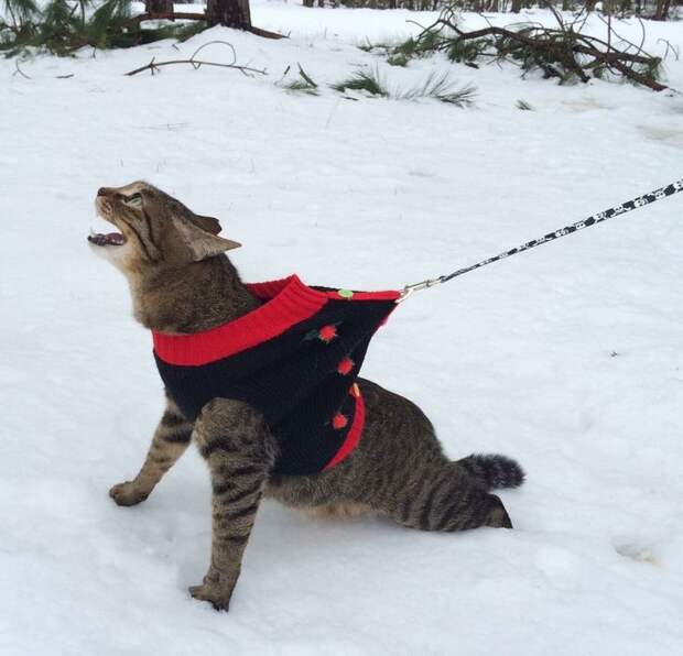 Фото №22 - Первый снег: кошки vs собаки (много уморительных фото)