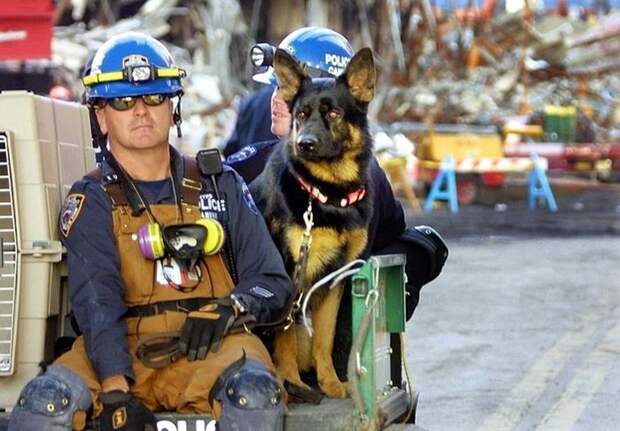Собаки-спасатели после терракта 11 сентября героизм, животные