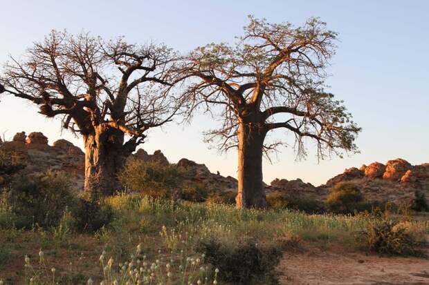 baobabs (700x466, 123Kb)