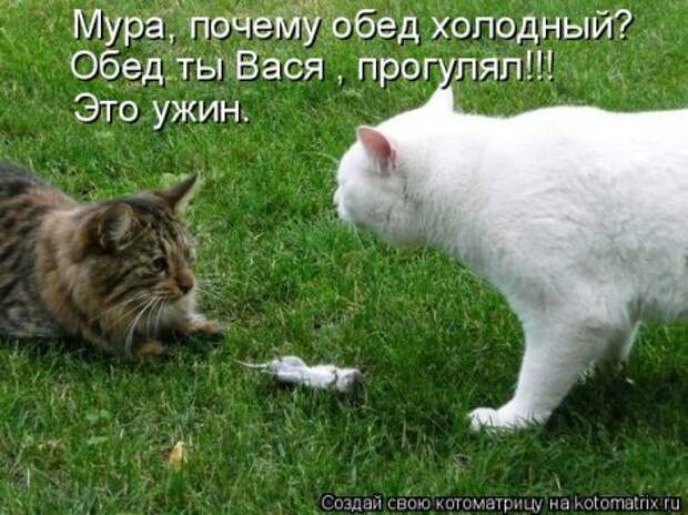 Прикольные коты в котоматрицах.