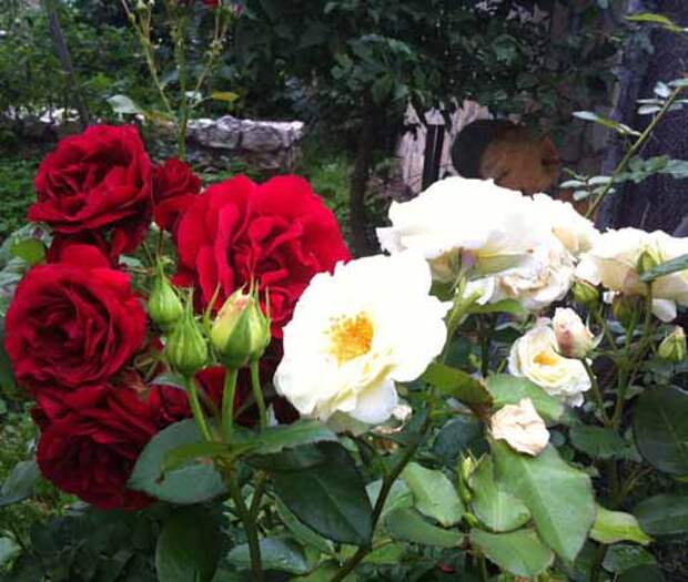 Красивые розы Розы в саду