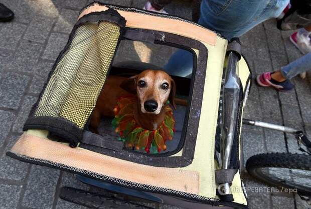 Dachshund Parade 2015 в Кракове животные, краков, парад такс 2015