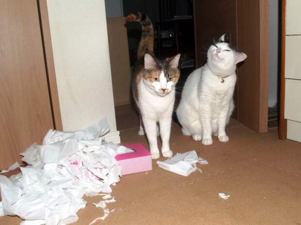 Котострофа коты, один дома