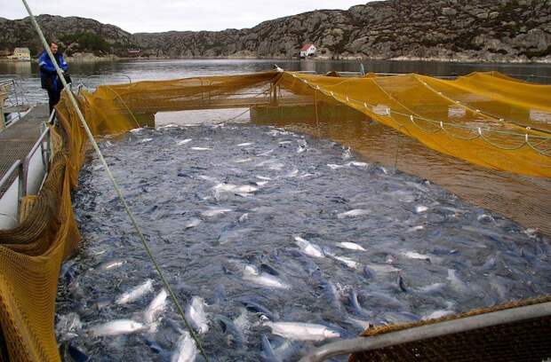 Как выращивают рыбу в Норвегии и в Чили выращивание рыбы, норвегия, чили