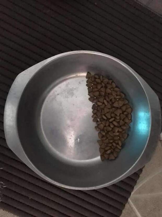 помощь псу миска с кормом