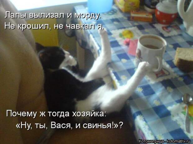 Лучшие котоматрицы недели (50 фото)