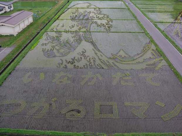 these-rice-fields-in-japan-look-like-ordinary-rice-fields-but-take-a-look-what-happens-next-artnaz-com-4