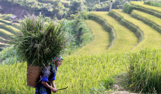 VIETNAM-AGRICULTURE/