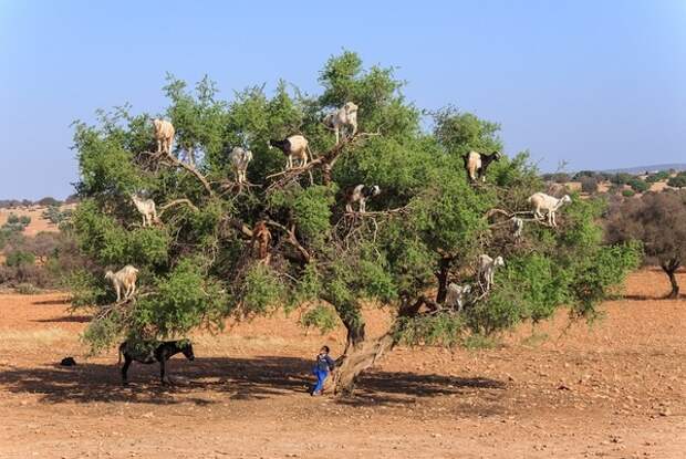 Козы, пасущиеся на деревьях, Марокко Коза, пасутся, на деревьях, Марокко, Фото, Интересное, длиннопост