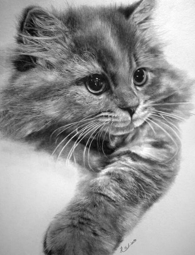 Фотографические рисунки кошек от Paul Lung