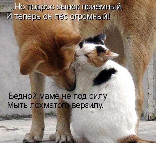 Котоматрица 12