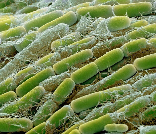 Основные формы бактерий