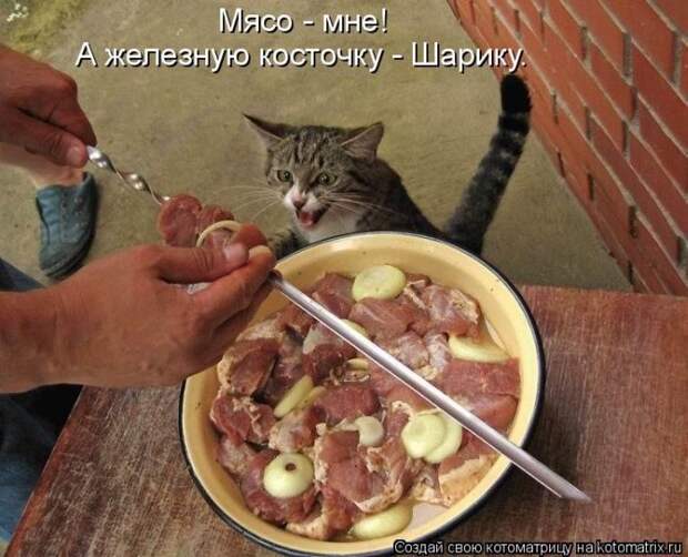 Лучшие котоматрицы недели