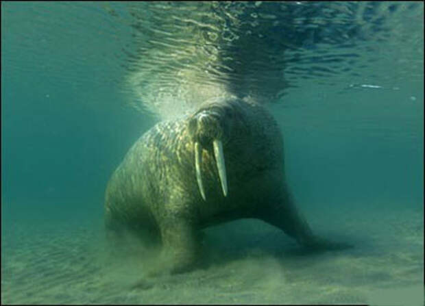 Животные под водой животные, под водой, фото