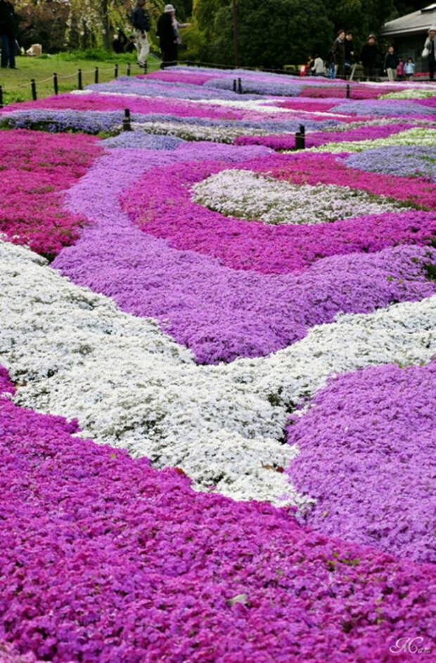 Холм Shibazakura цветение флоксов 9 (460x700, 492Kb)