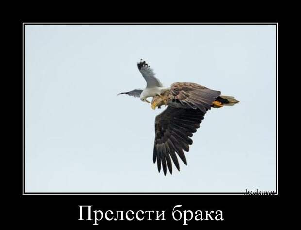 Демотиваторы демотиваторы, прикол, смех, юмор