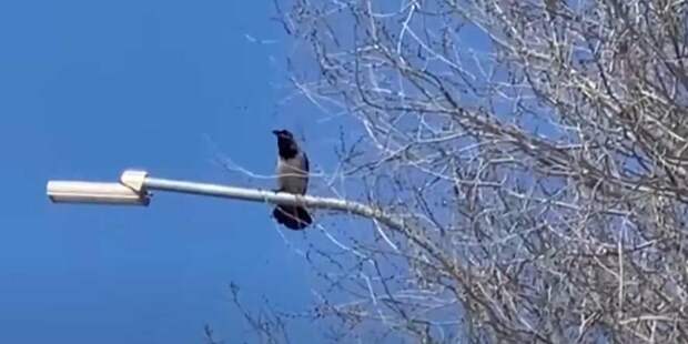 Прилёт грачей в Караганду стал признаком скорого потепления