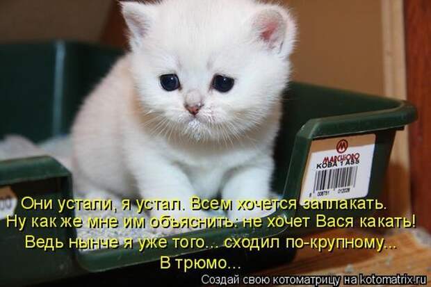 Лучшие котоматрицы недели