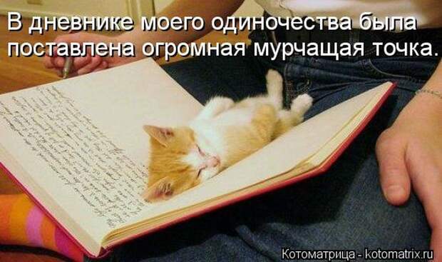 Котоматрица №33