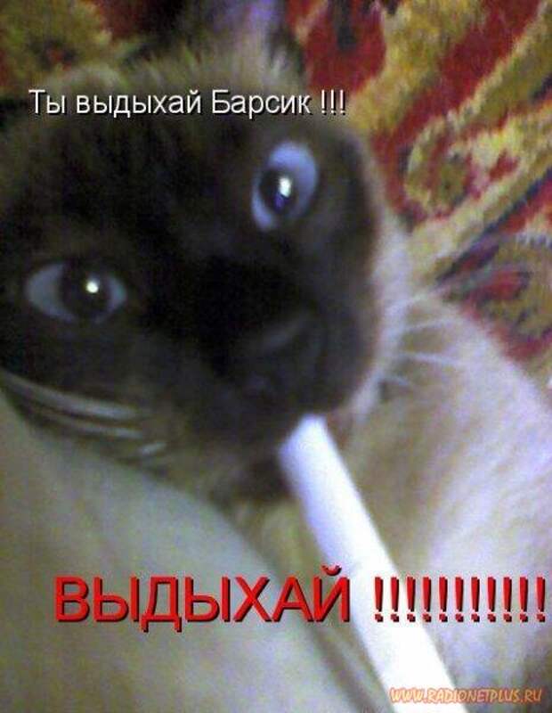 Мысли в слух