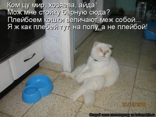 Котяры на приколе и их шаловливые друзья (35 фото)