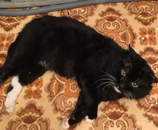 Стало Стало животные, коты