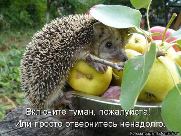 Лучшие котоматрицы недели