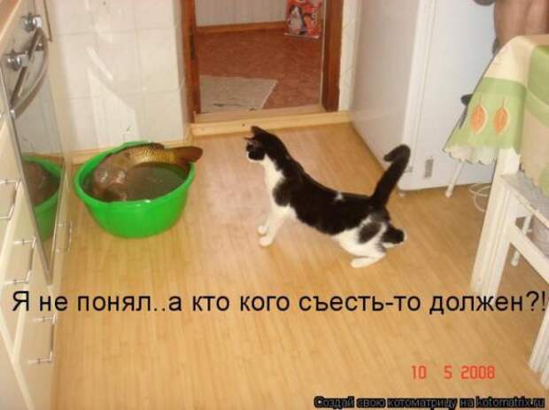 Котоматрица