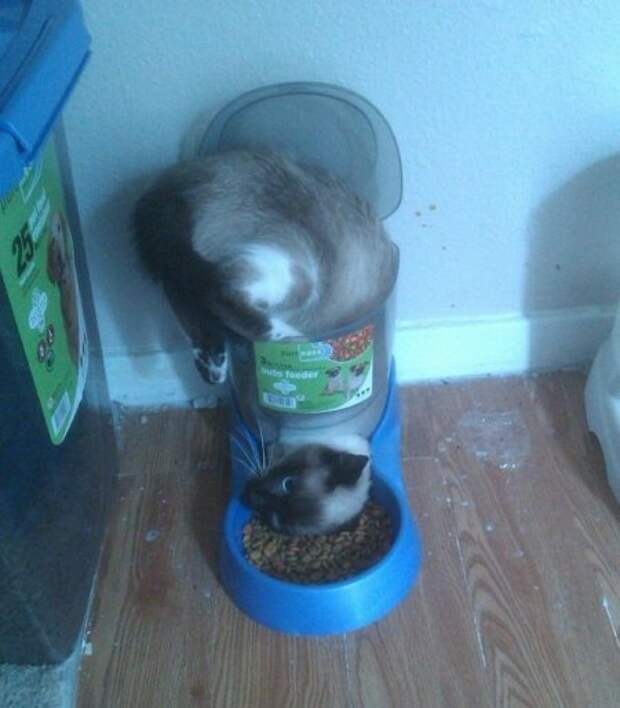 Коты и кошки, много позитива.