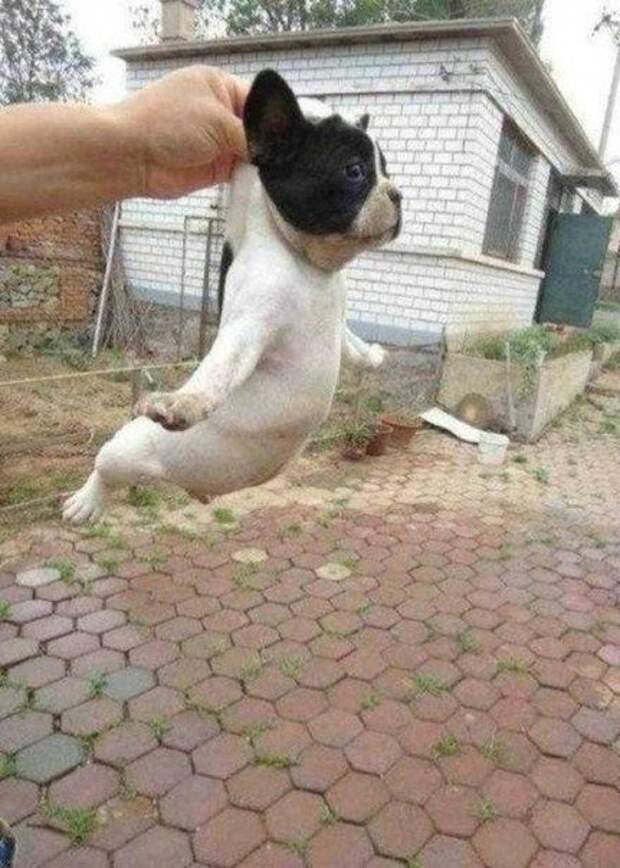 Животные на фото, вот кому живется хорошо.