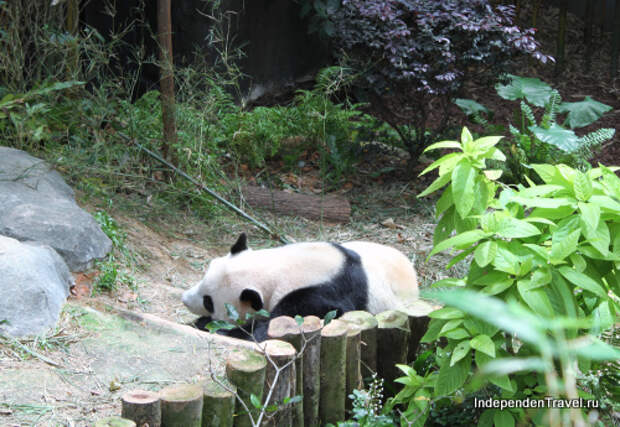 Панда в зоопарке Сингапура