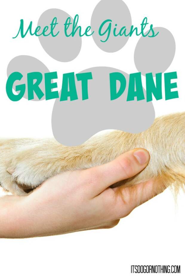This week on Meet the Giants, the Great Dane! Come learn about this majestic breed with us!