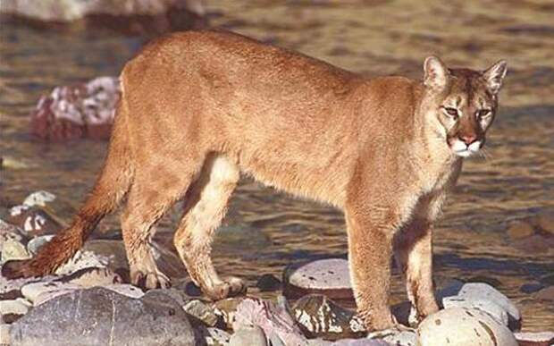 Горный лев — крупная и хищная кошка. Размножение, питание и фото животного