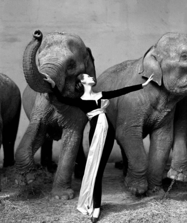 Знаменитая фотография Довимы  со слонами. Фото Ричарда Аведона