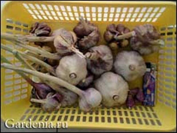 озимый чеснок