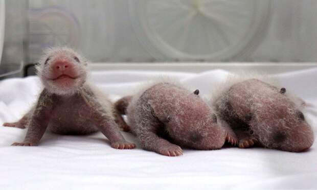 28. Панда 28. Панда детеныш, животные