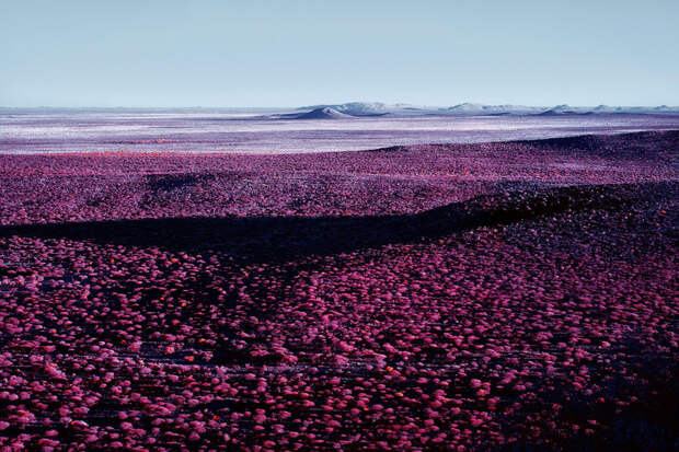 Инфракрасная съемка превратила Альпы в фантастический розово-фиолетовый мир