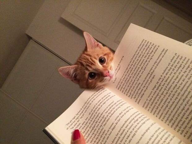 Коты, которые и не подозревают, что у вас есть личное пространство (15 фото) Коты, которые и не подозревают, что у вас есть личное пространство (15 фото)