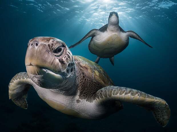 tenerife-green-turtles_95203_990x742
