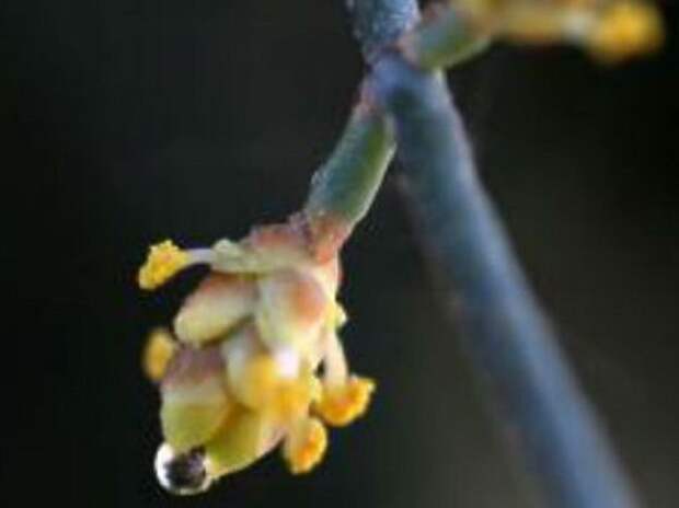 Ephedra foeminea — растение-оборотень, которое размножается при полной луне